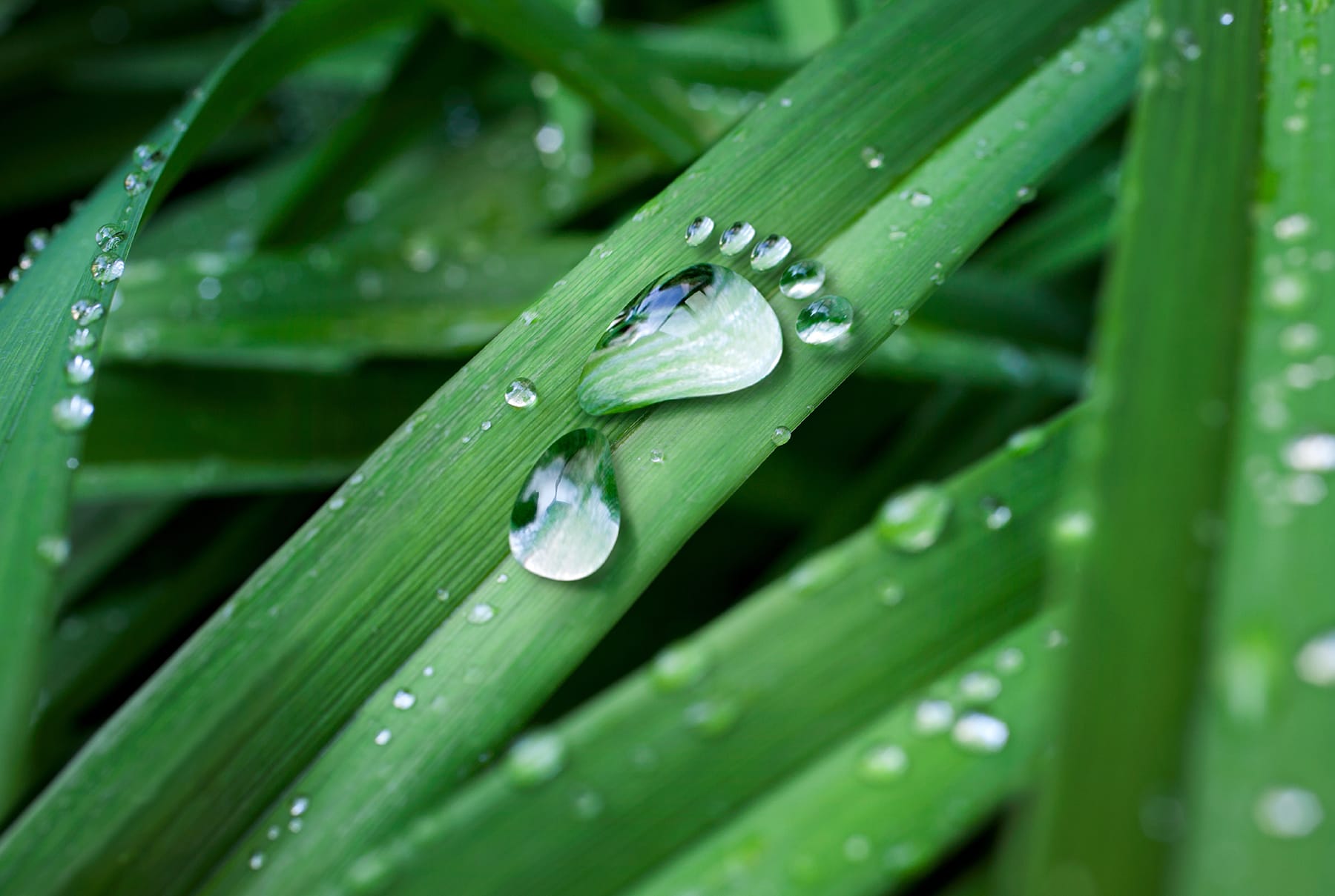 water footprint on a leaf